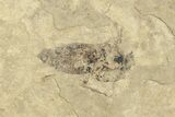 Detailed Fossil March Fly (Bibionidae) - France #254184-1